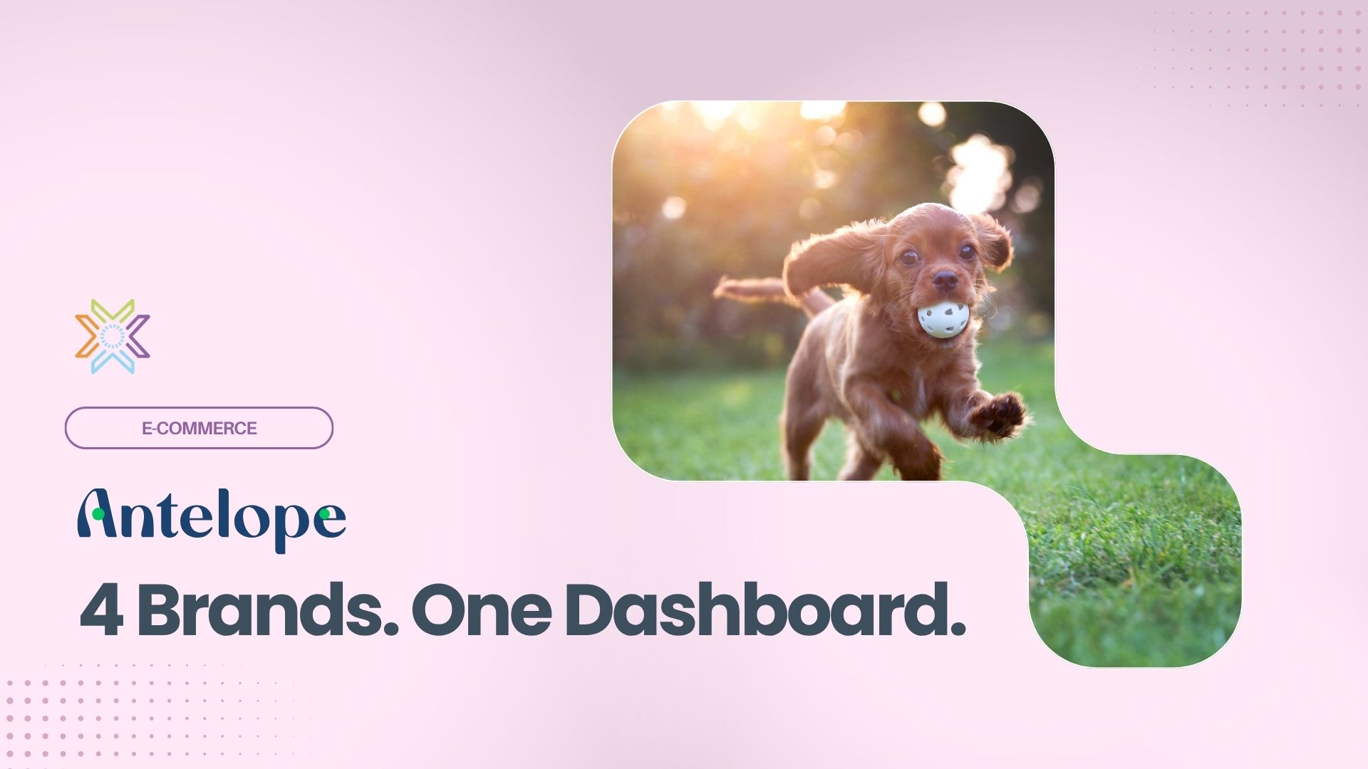 Antelope Pets customer story: 4 Shopify brands unified into one Knowi dashboard