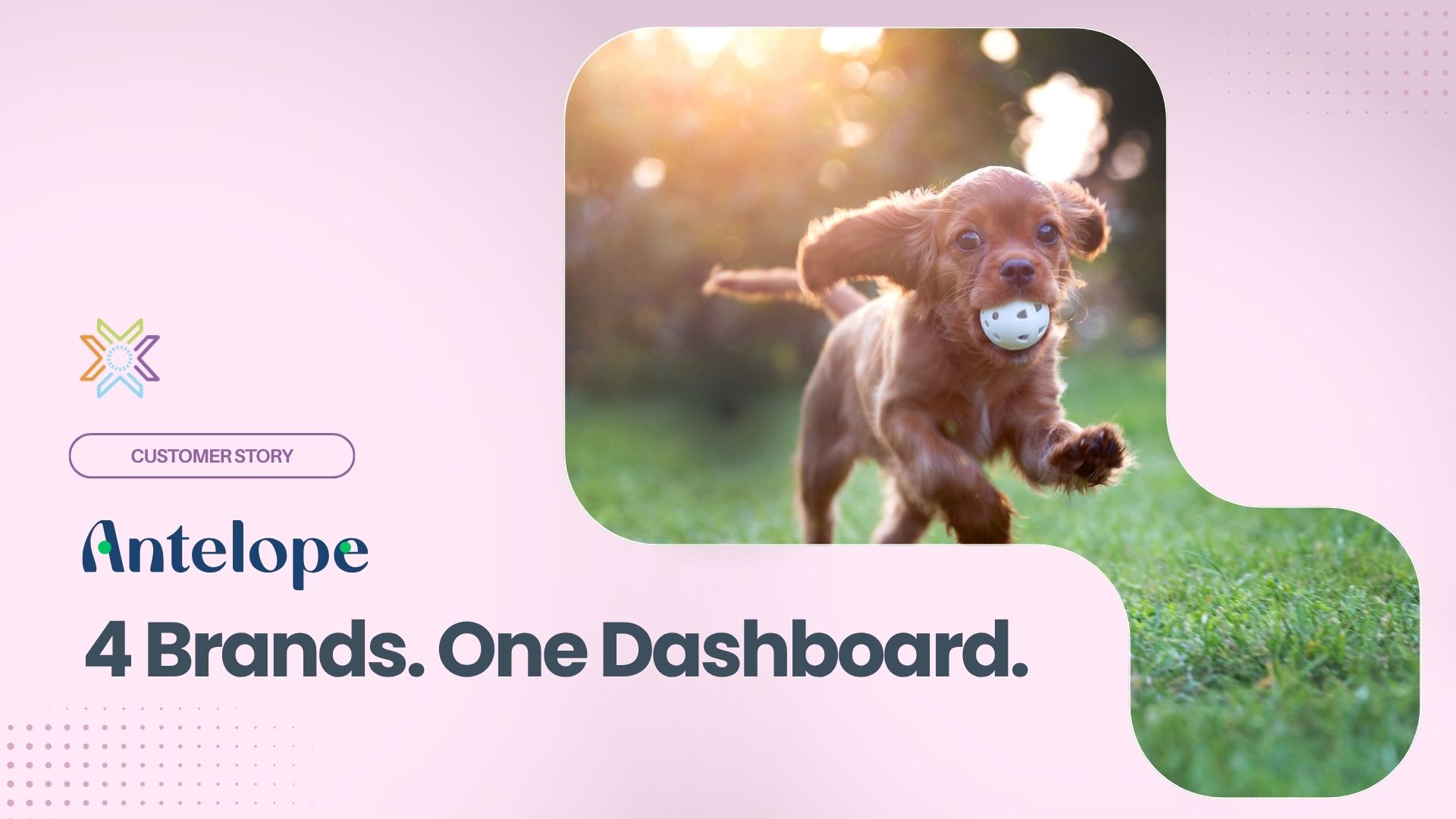 Antelope Pets customer story: 4 Shopify brands unified into one Knowi dashboard